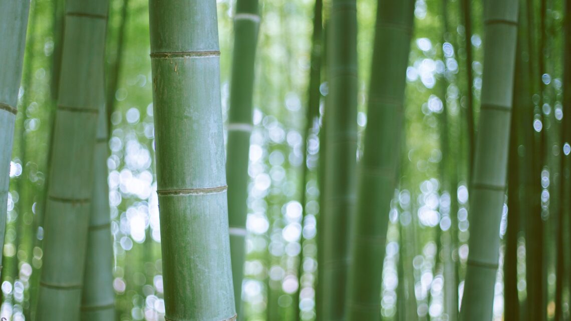 4 ting du kan bruge bambus til