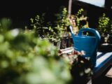 blue watering can near potted plants