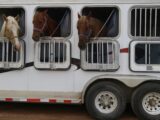 three horses in white trailer